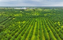 “五个高地”是怎样打造的？——来自通辽科尔沁大草原一线的调研报告