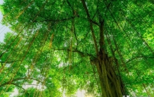 榕：从民谚看我国榕树分布的北界