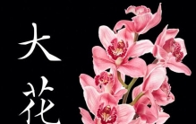 年宵花之大花蕙兰：新春雅室中的富贵君子