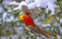 神农秘境之眼①丨美！传说中的“凤凰鸟”频频同框亮相