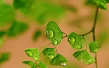 踩过的“野草”卖爆药店！10种田埂宝贝，认识3种年省几千