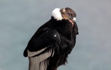 世界最小猛禽！似麻雀大，却能捕食同体型鸟类，25年云南拍到17只