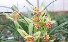 它是建兰“四大名品”之首，霸气十足，能开一整年，再穷也值得养