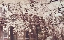 颠覆三观，琼瑶的爱情不是童话，是份50年的商业计划