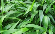 淡竹叶别名碎骨子，山鸡米，迷身草，农村当牧草，煮水作用厉害了