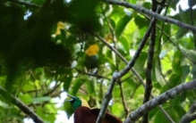 新华走笔丨天堂鸟的栖息“天堂”