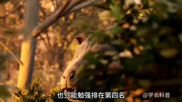 世界上最凶猛的八种野猪涨知识动物科普野猪凶猛