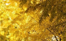 这个“小不点”曾比山核桃还贵？有人说臭臭臭，有人说香香香，你说___？