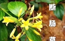 警惕！断肠草和五指毛桃太像了，千万别误食！