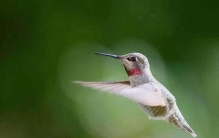 世界上5种迷你小鸟，最小的仅重1.95克，巢比硬币还小，太惊艳了