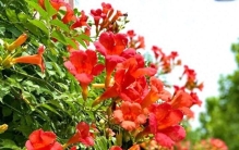 爬墙“小疯子”凌霄花，夏日养出满墙红霞，邻居天天来拍照！