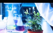 为什么说金皮树是最疼的植物？