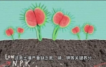 强悍的食肉植物