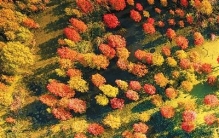 守好一片杉林，引来百鸟栖息