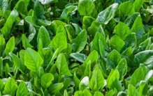 了解植物的神奇之处：这些绿植居然比我们想象的还厉害！