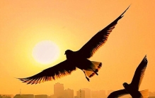 韩信：从布衣到兵仙的传奇人生，揭秘西汉最耀眼的军事奇才！