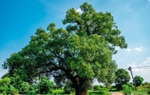 怡和集团：从鸦片贸易到跨国巨擘，穿越近200年的商业浮沉