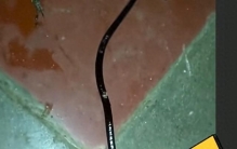 不明生物大揭秘，有你遇见过的吗？(第一段)