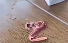 不明生物大揭秘，有你遇见过的吗？(第二段)