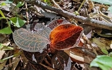 幽暗的林下腐殖土中，一抹暗紫色的叶片悄然舒展