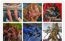 全球十大“天价龙虾”，龙虾中的“爱马仕”！一口龙虾一口金！