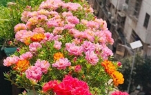 新手养花必看！这8种命最硬的花，怎么折腾都不死