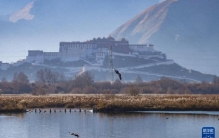 西藏：拉鲁湿地获“世界海拔最高的城市天然湿地”世界纪录认证