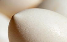 世界上最奇怪的蛋