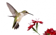 世界上最小的鸟，竟然比一只鸡还要娇小