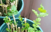 9月份，10种花扔土里就活，随便一个枝条就能长爆盆，根本不用买