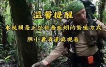 这是世界上最恐怖的软体生物