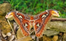 昆虫界的“巨无霸”：盘点世界上最大的十种昆虫