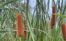 植物世界之：水烛