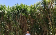 亩产高达30吨，一株可长7米高，巨菌草种植一次可以连续收割15年