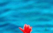 高清植物壁纸，我最喜欢那滴水