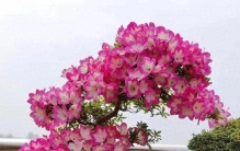 福建一男子，用一根铝线把杜鹃养成＂艺术品：牛，造型美爆了！