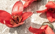 广州我最喜欢的植物之木棉花