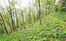 城口淫羊藿：科技加持成就“全国第一”