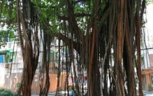 广州我最喜欢的三种植物之榕树