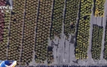 特色年宵花上新 各地畅销品种不同 你选哪一种？