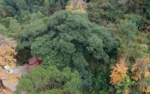 青田发现350岁“树王”，或为全球最大！