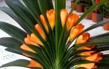 端午前后，记得给5种花草“剃个头”，剃得越及时，新芽数量越多