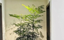 公认“姿态最高雅”的9种绿植，养在家里太美了，高级感十足_1