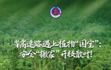 当高速路遇上植物“国宝”：安全“搬家”开枝散叶！