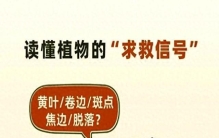 养死30盆花才摸清：植物求救的8个小动作，90%新手视而不见