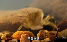 探索水下世界，发现奇异生物