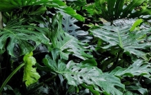 这6种盆栽，一个月“放养”照样绿油油，轻松拥有高颜值植物角