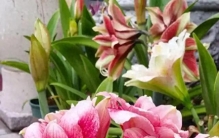 新手看过来！这8种花堪称＂植物小强＂想养死都难？又美又皮实