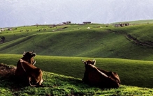 新疆伊犁，到底骗了多少人？居然拥有 10 个 “世界之最”！