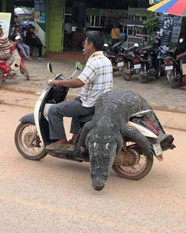 20张奇怪的生物照:黄蜂把死去同伴叠在背上,狒狒绑架走小狮子